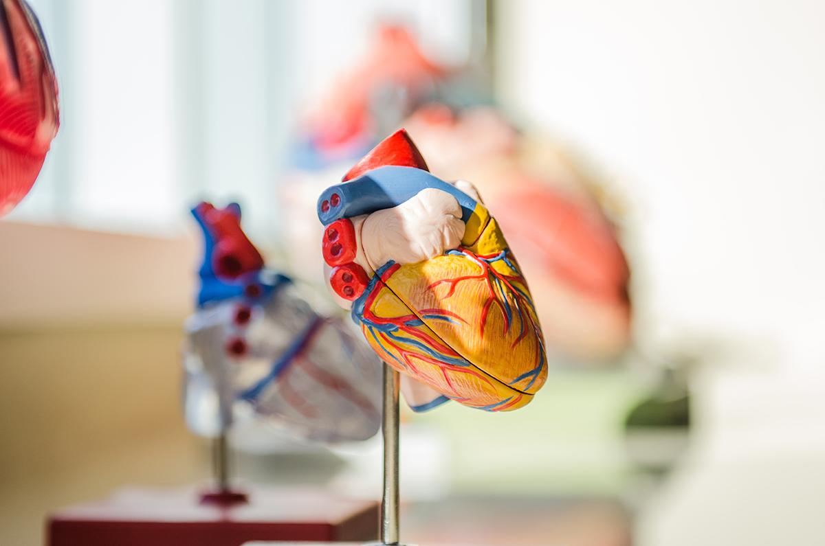 Anatomical replica of the heart